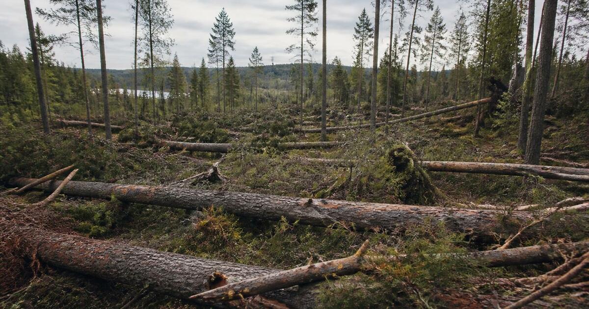 Смерчи в Свердловской области повалили 1,5 тысячи гектаров леса Смерчи в Свердловской области 22 июня повалили ...